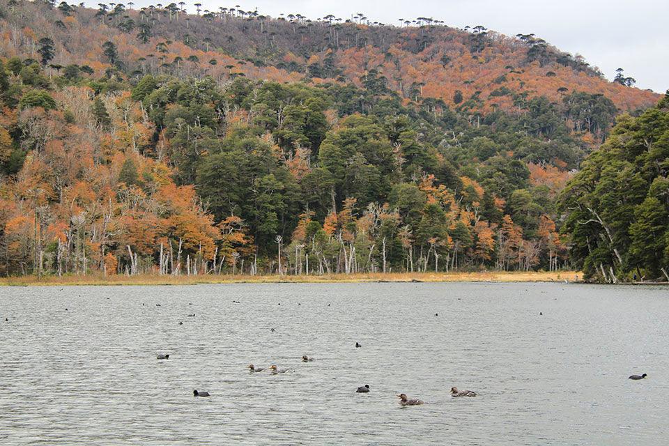 Trekking Full Day Laguna Captrén | Desde Curacautín - Ojos Viajeros