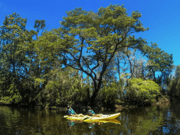 Kayak