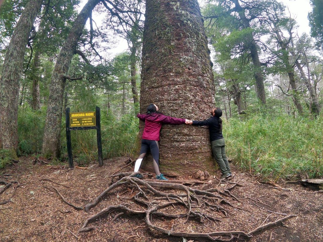 Full Day Parque Nacional Conguillío | Desde Melipeuco